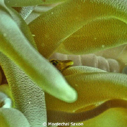 Crop of anemone taken last week just off of Sunset Reef, ... by Mordechai Saxon 